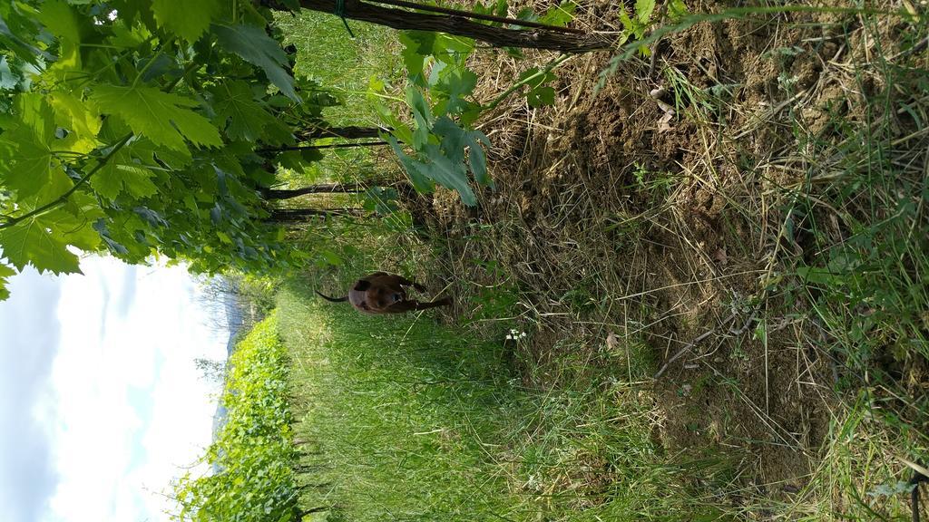 Pietra Maula Agriturismo Castelraimondo Eksteriør bilde