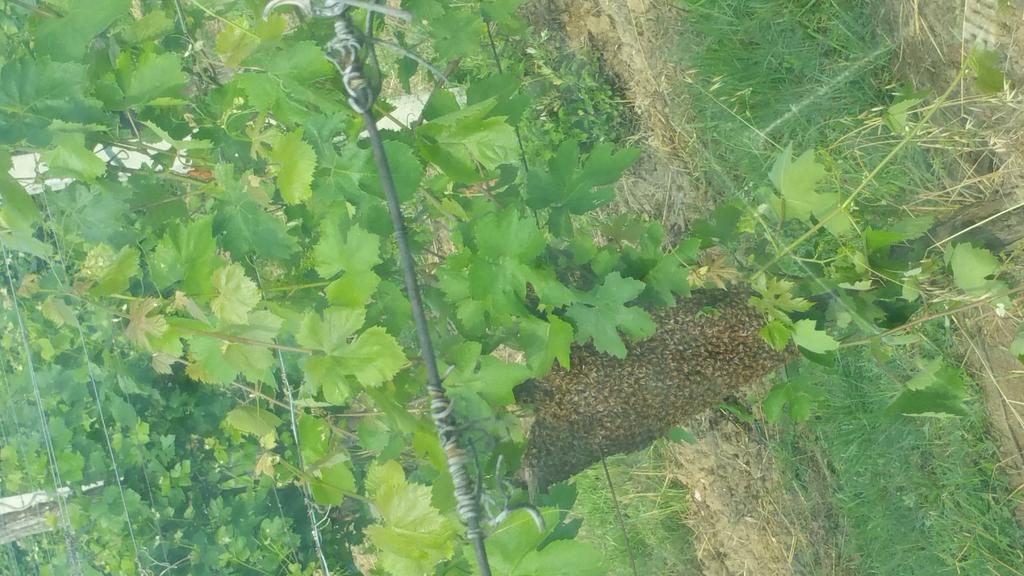 Pietra Maula Agriturismo Castelraimondo Eksteriør bilde