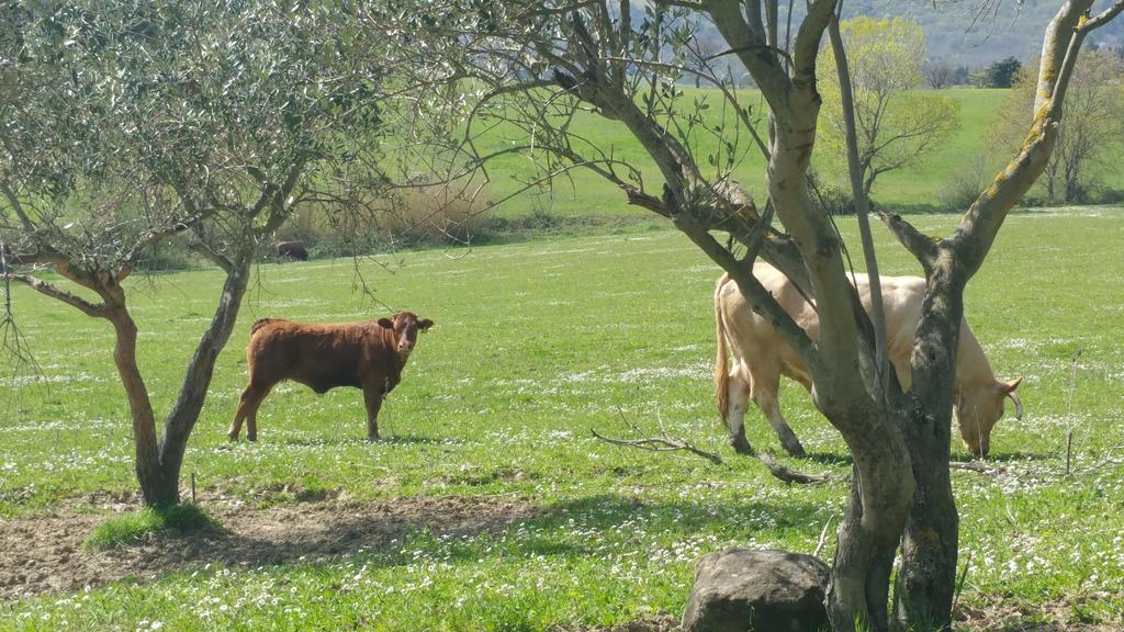 Pietra Maula Agriturismo Castelraimondo Eksteriør bilde