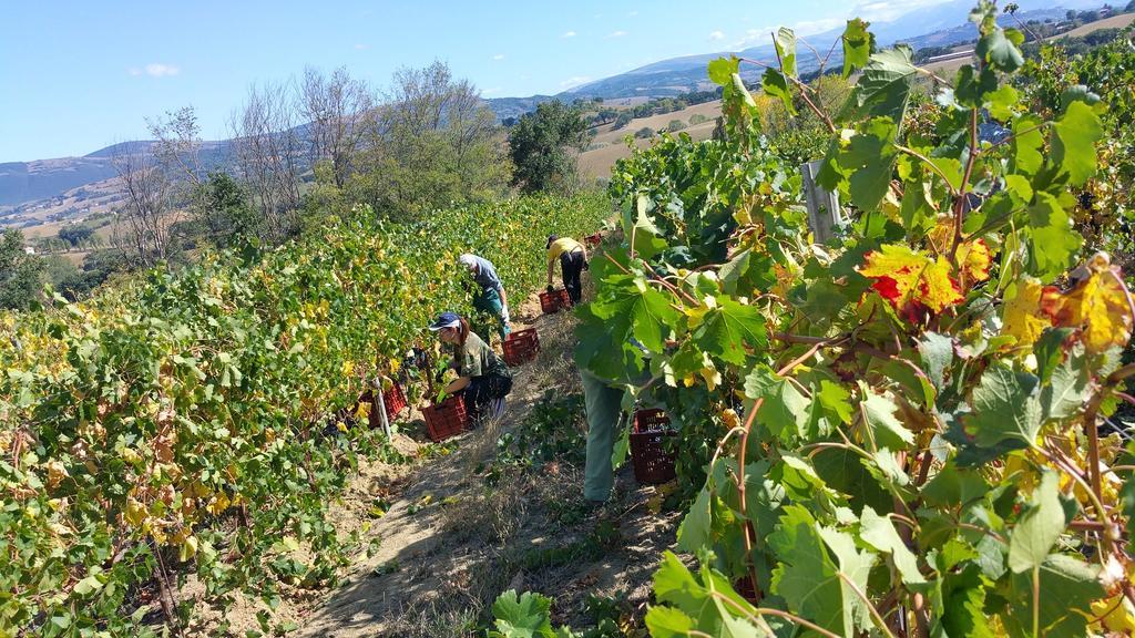 Pietra Maula Agriturismo Castelraimondo Eksteriør bilde