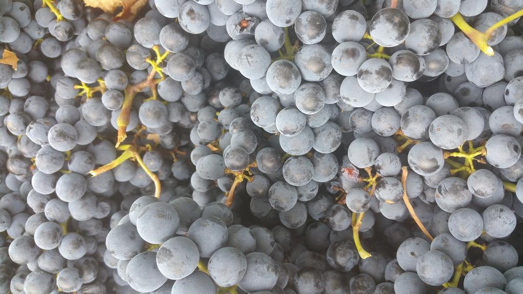 Pietra Maula Agriturismo Castelraimondo Eksteriør bilde
