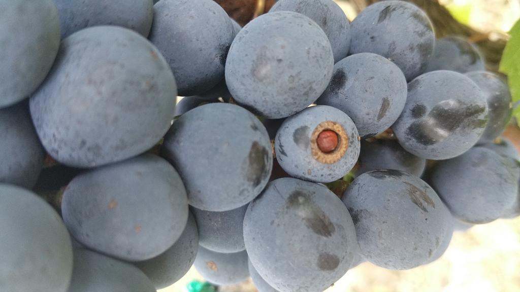 Pietra Maula Agriturismo Castelraimondo Eksteriør bilde