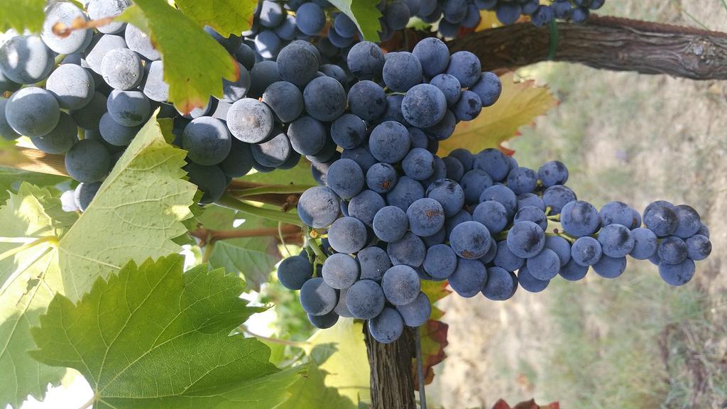 Pietra Maula Agriturismo Castelraimondo Eksteriør bilde