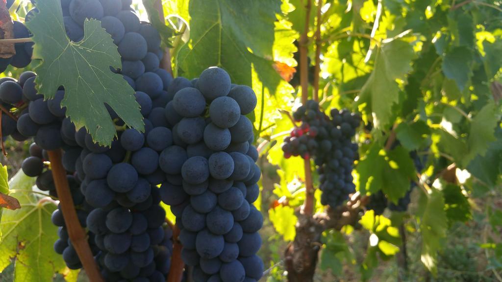 Pietra Maula Agriturismo Castelraimondo Eksteriør bilde