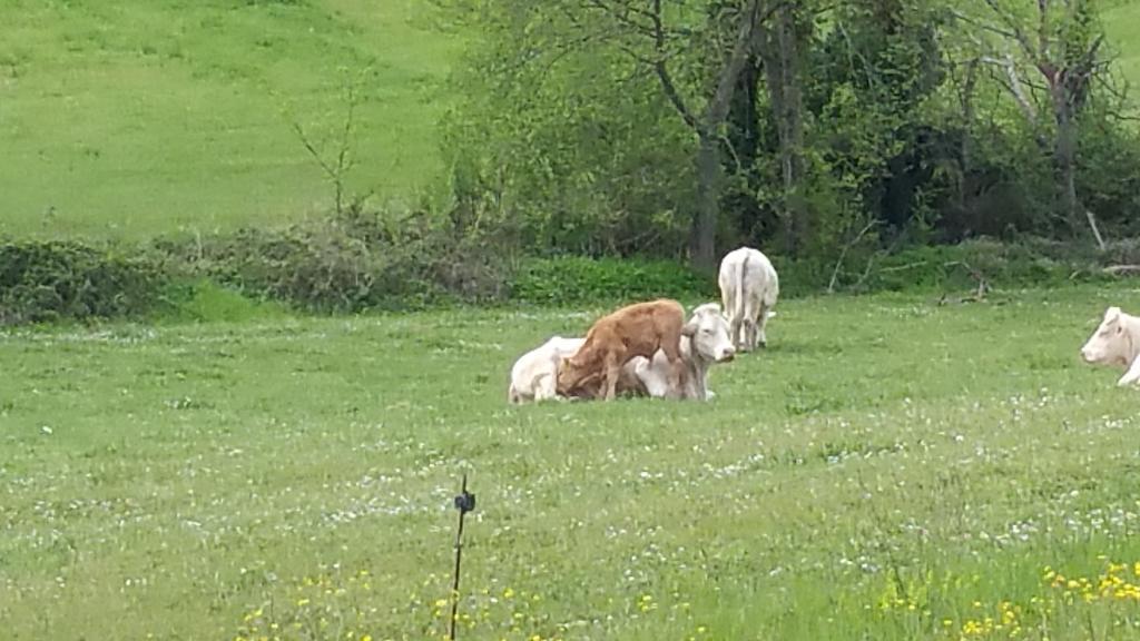 Pietra Maula Agriturismo Castelraimondo Eksteriør bilde