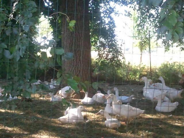 Pietra Maula Agriturismo Castelraimondo Eksteriør bilde